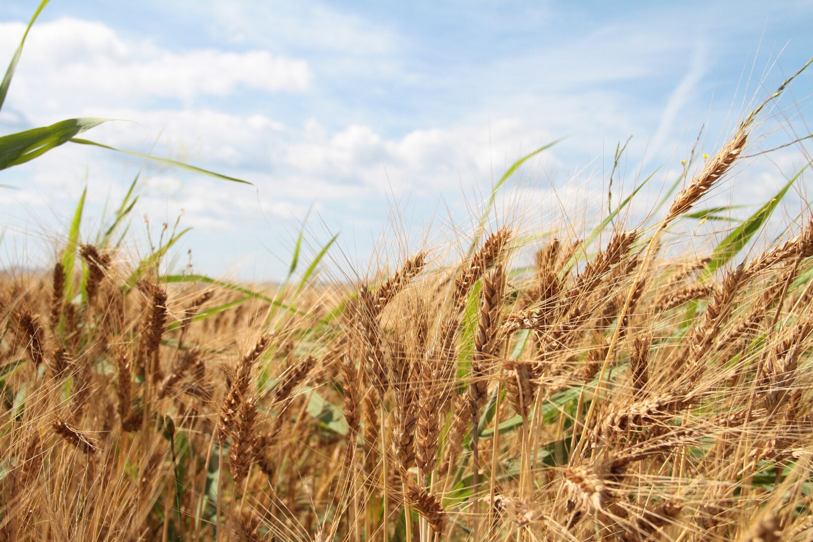 Canon EOS 7D sample photo. Wheat, sky, crop photography