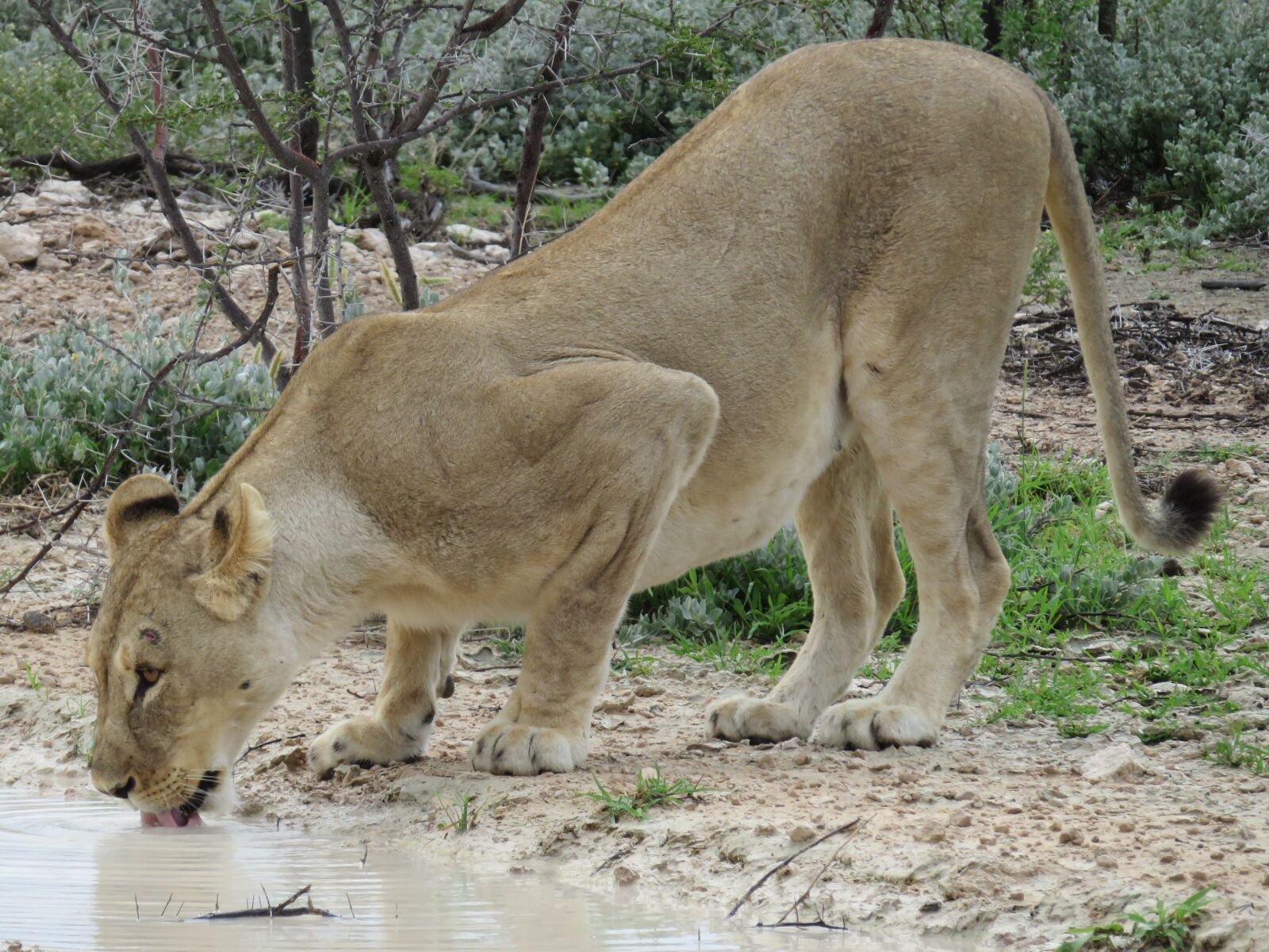 Canon PowerShot SX700 HS sample photo. Lion, africa, big cat photography