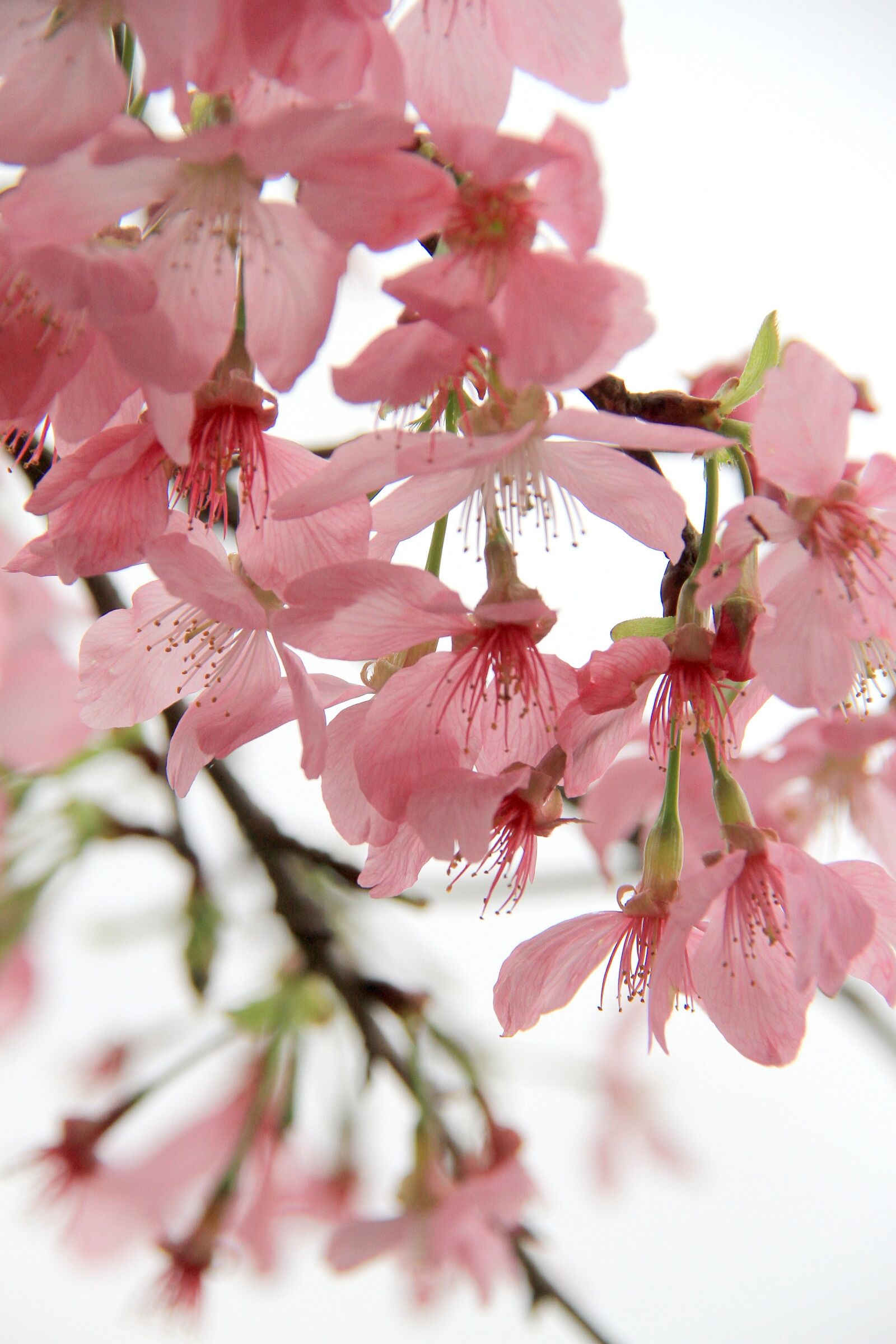 Canon EOS 7D sample photo. Flower, nature, plant photography