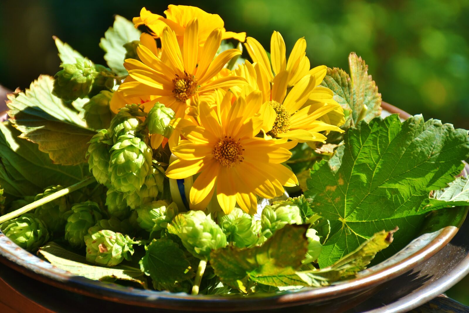 Nikon D7200 sample photo. Hops, sunflower, green photography