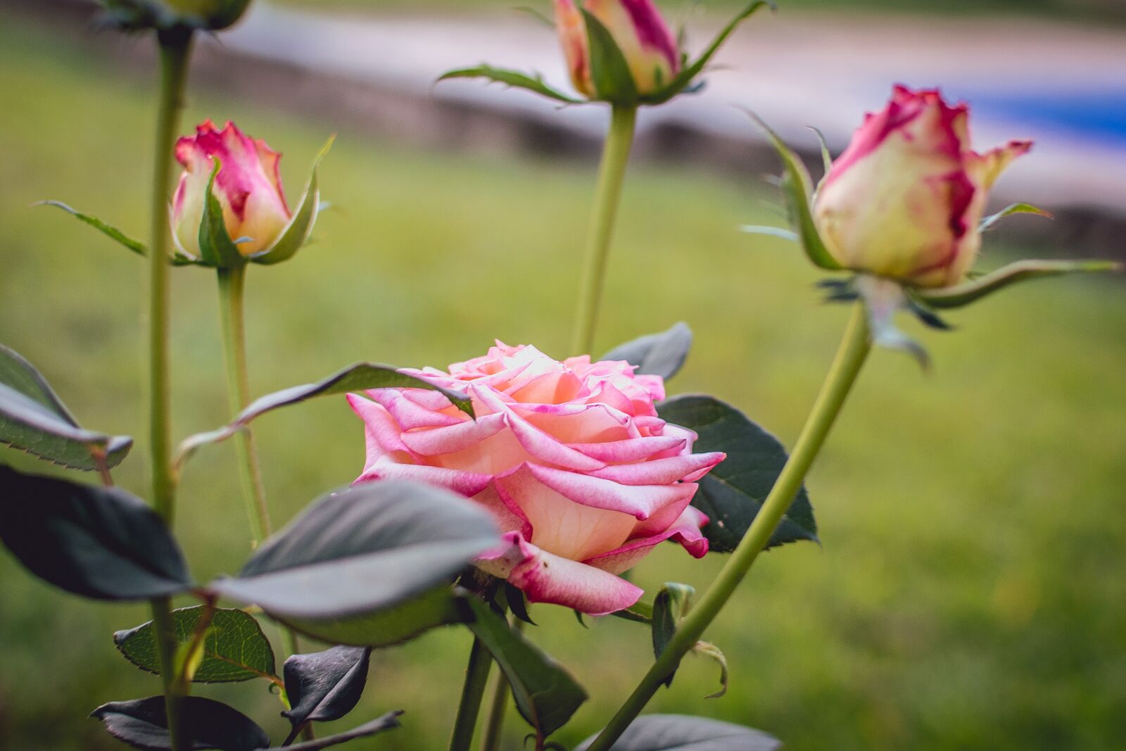Nikon D3300 sample photo. Rosa, no person, brazil photography