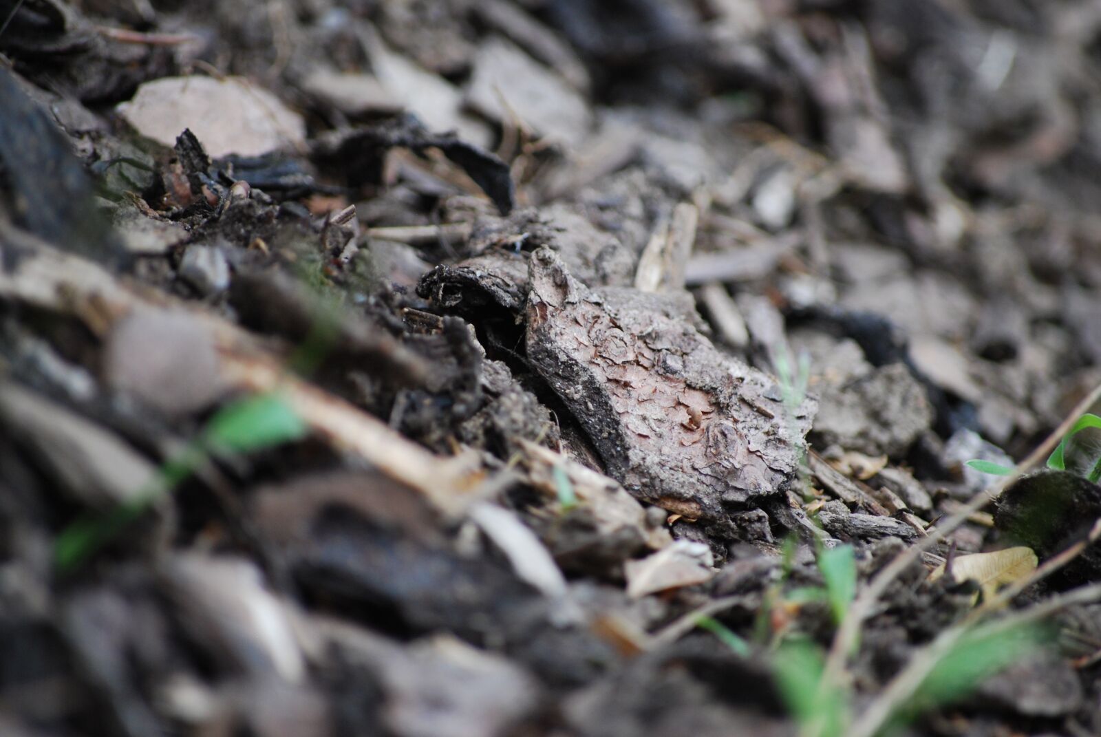 Nikon D60 sample photo. Nature, camouflage, animal world photography