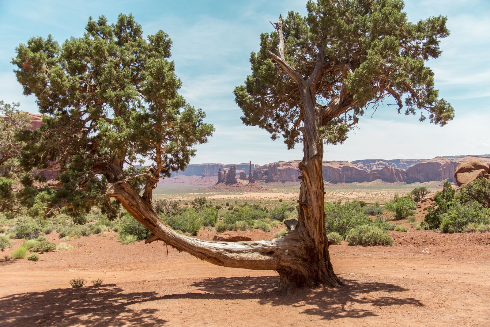 Canon EOS 5D Mark III sample photo. Monument valley, tree, landscape photography