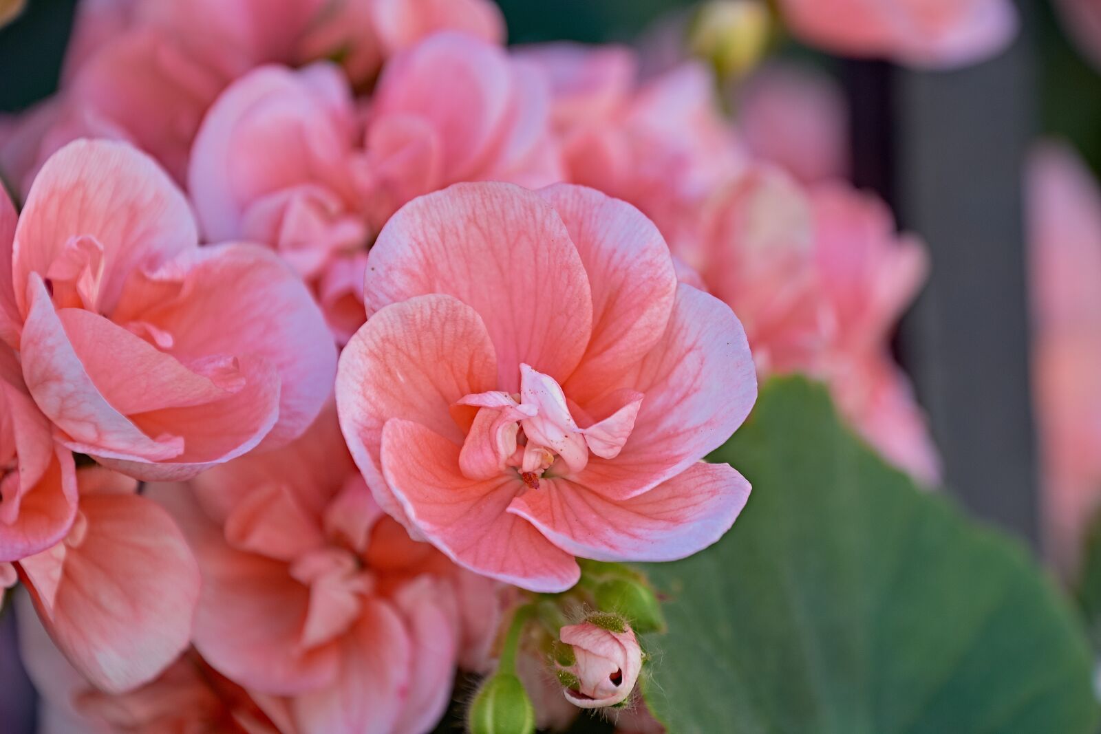 Nikon D7200 sample photo. Flower, colorful, spring photography