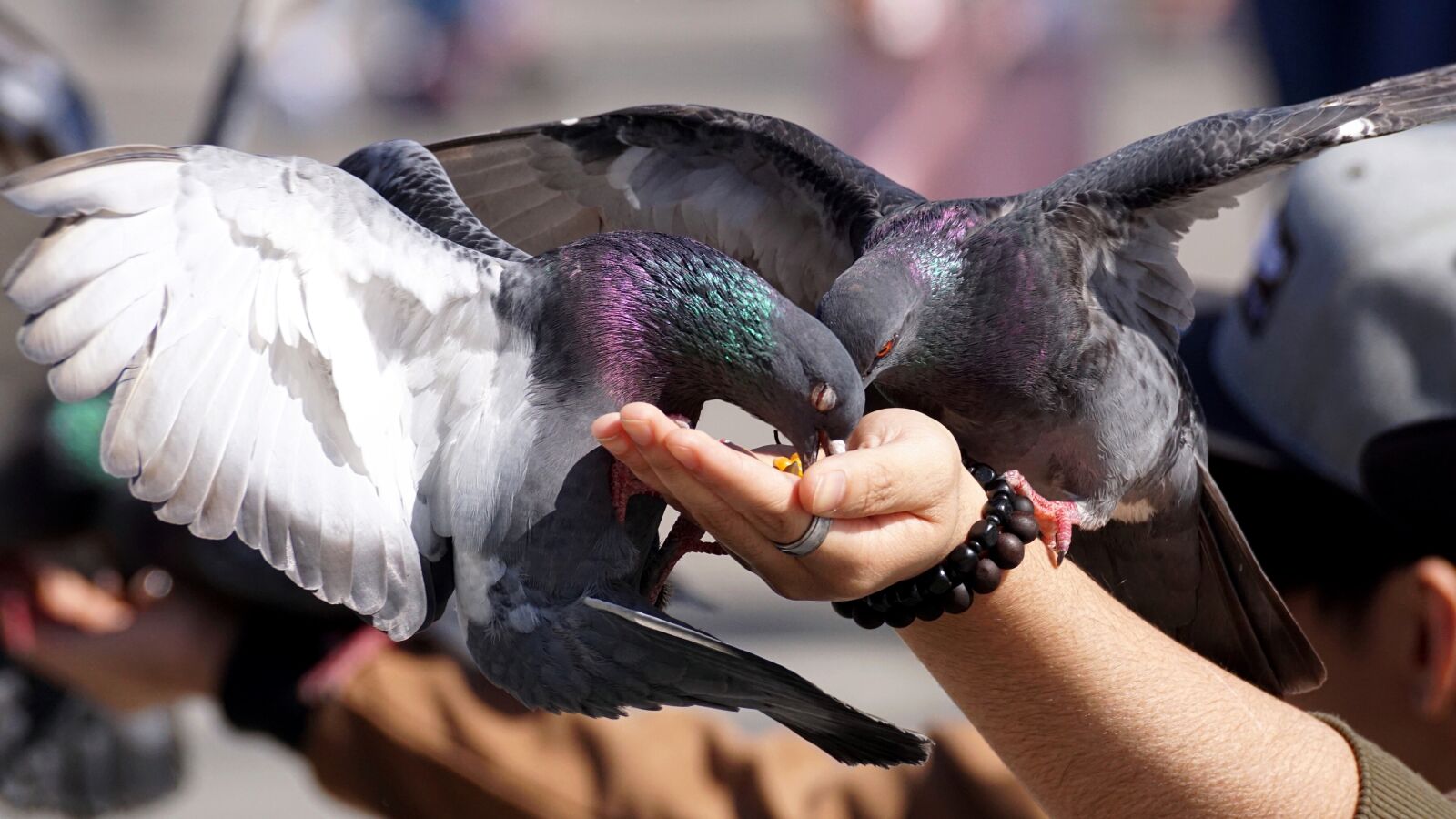 Sony ILCA-77M2 sample photo. Pigeons, feed, hand photography