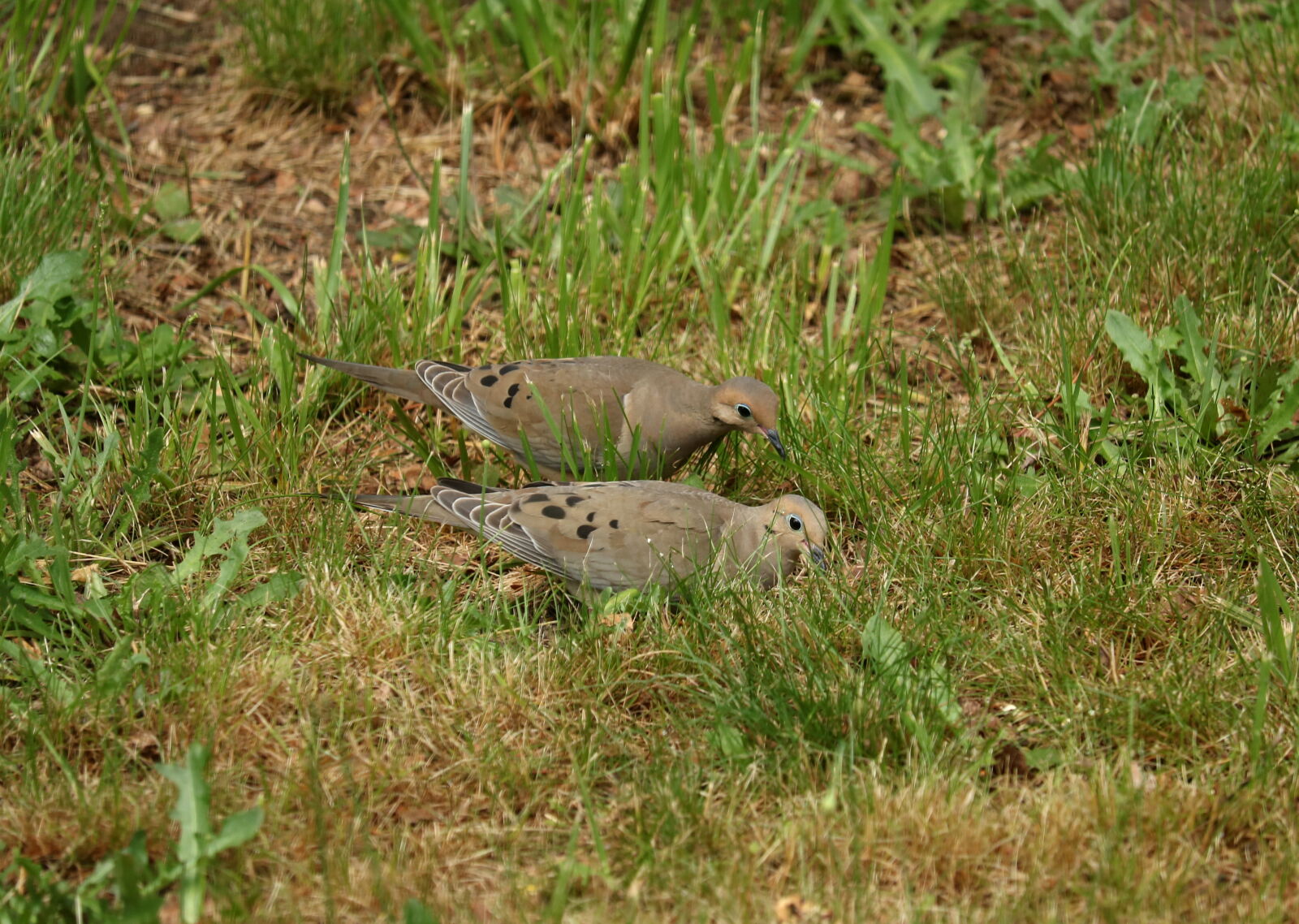 Canon EOS 760D (EOS Rebel T6s / EOS 8000D) sample photo. Animal, bird, dove, doves photography