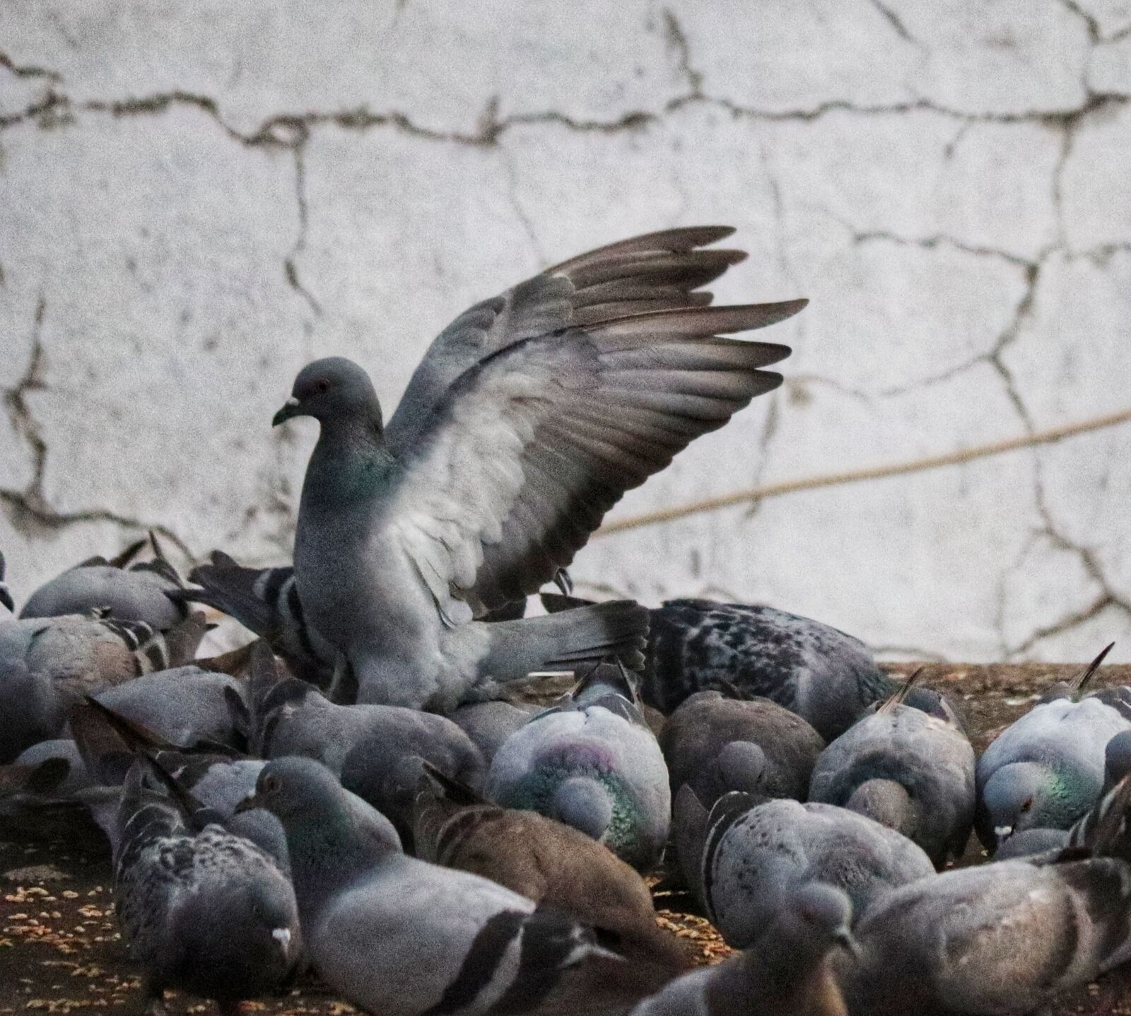 Canon EOS 250D (EOS Rebel SL3 / EOS Kiss X10 / EOS 200D II) sample photo. Pigeons, bird, nature photography