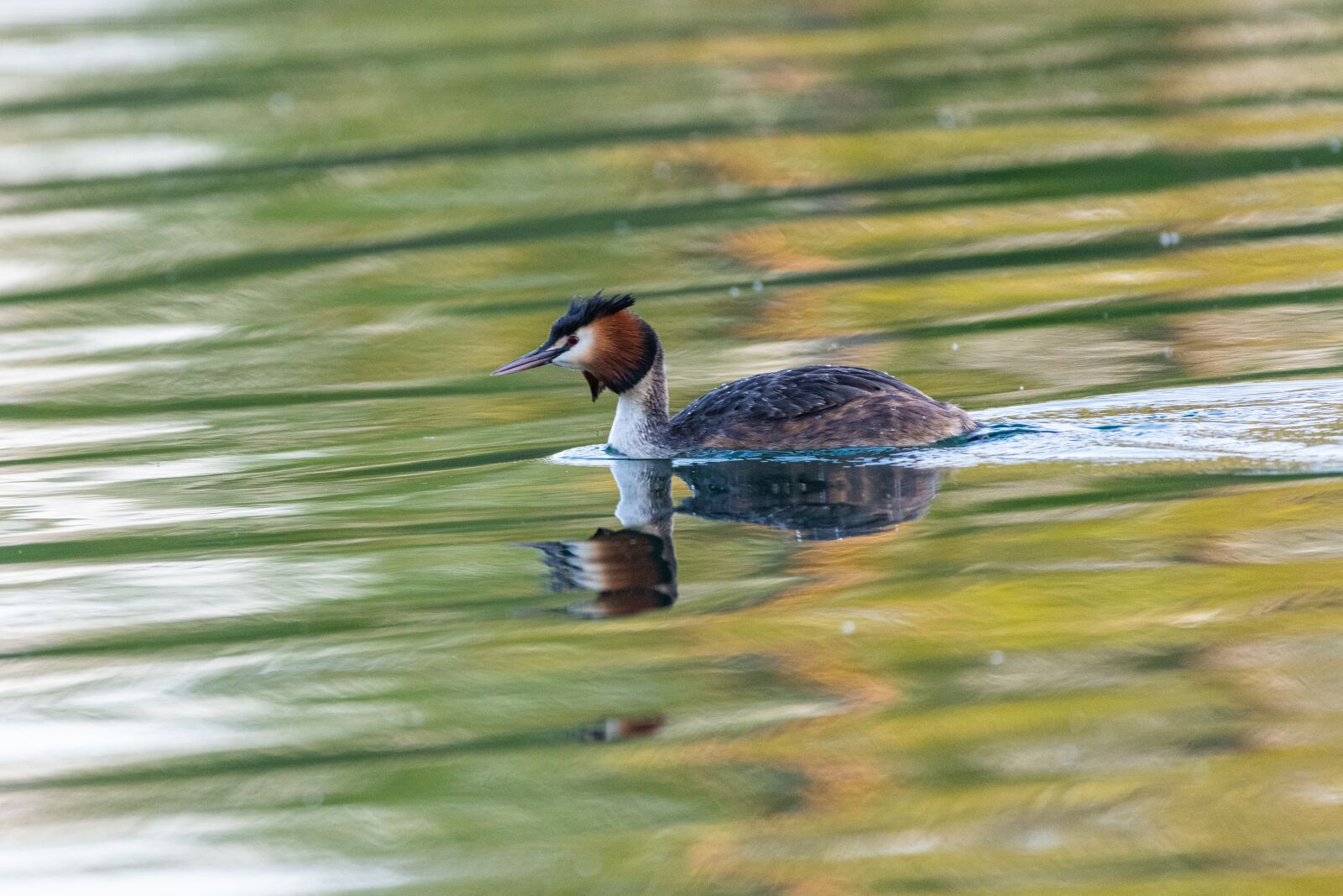 Nikon Z7 sample photo. Great crested grebe, water photography