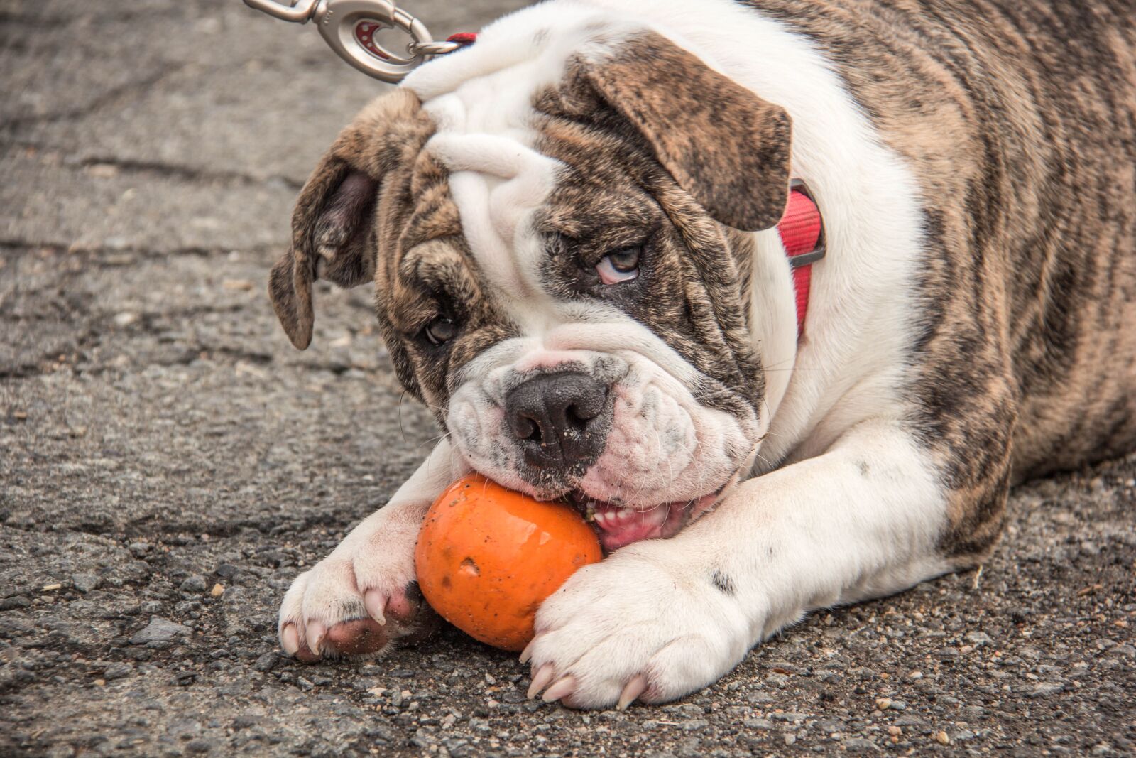 Canon EF-S 18-200mm F3.5-5.6 IS sample photo. English bulldog, dog, pumpkin photography