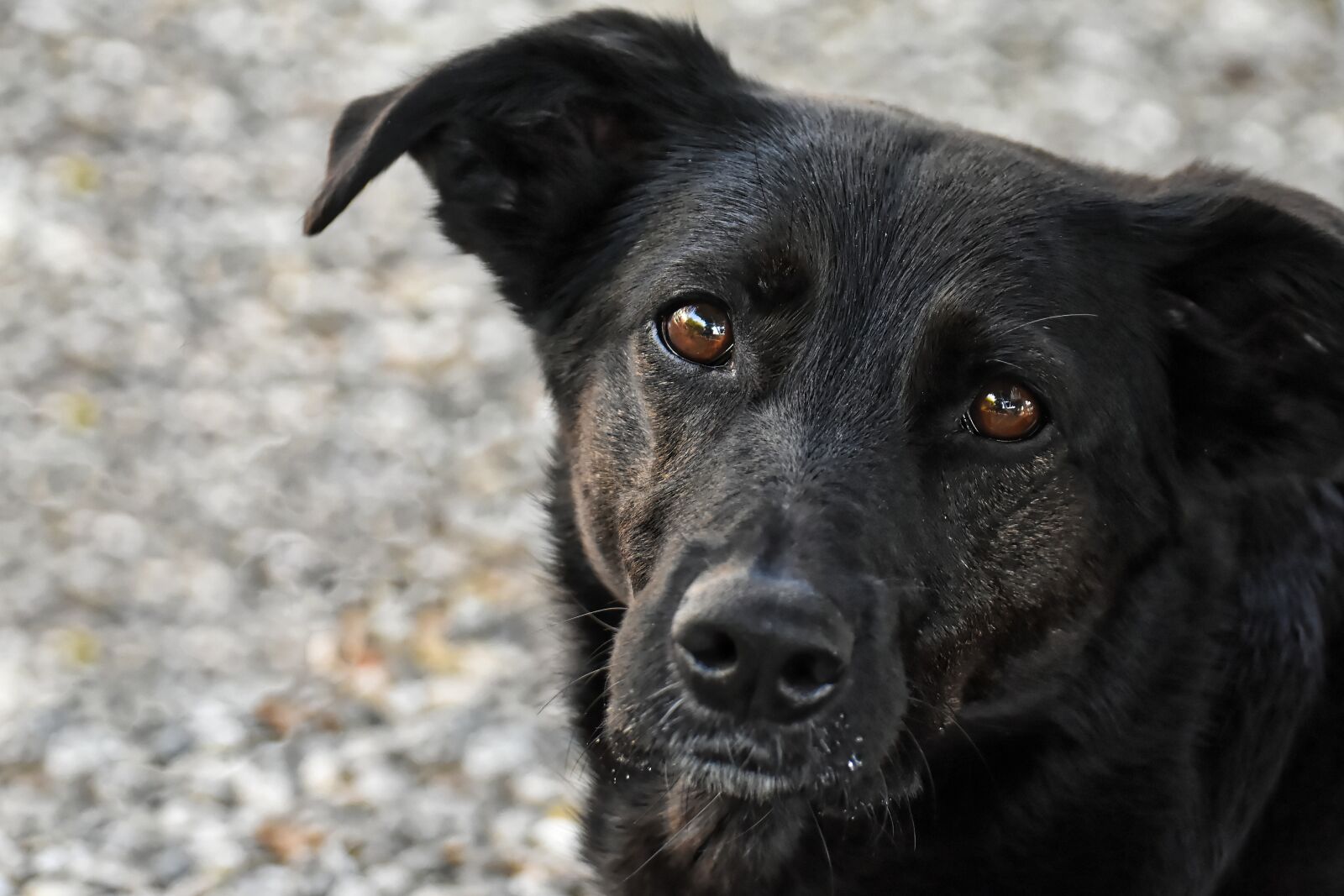 Nikon D7200 sample photo. Dog, pet, animal world photography