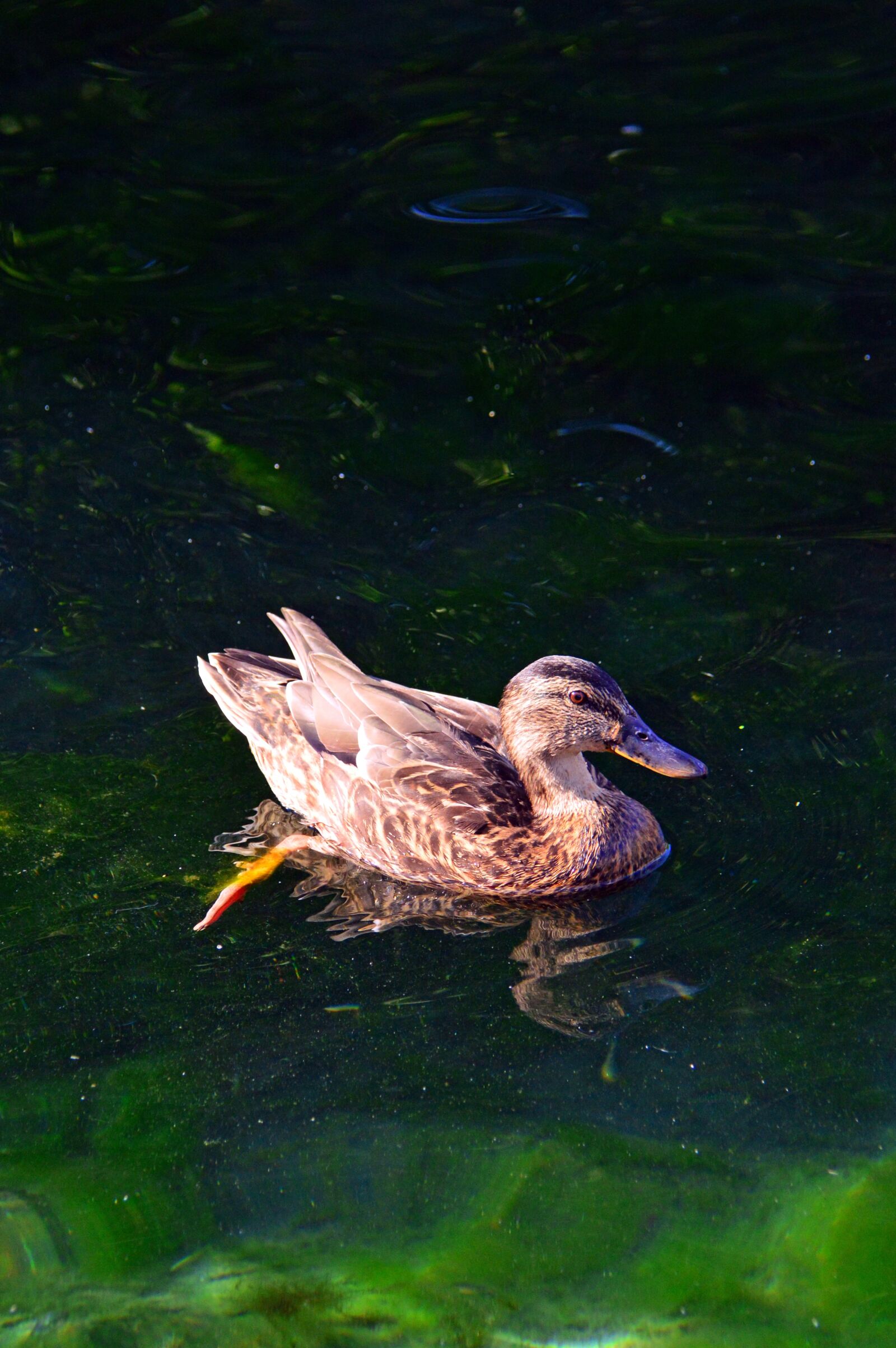 Nikon D3200 sample photo. Duck, wild ducks, bird photography