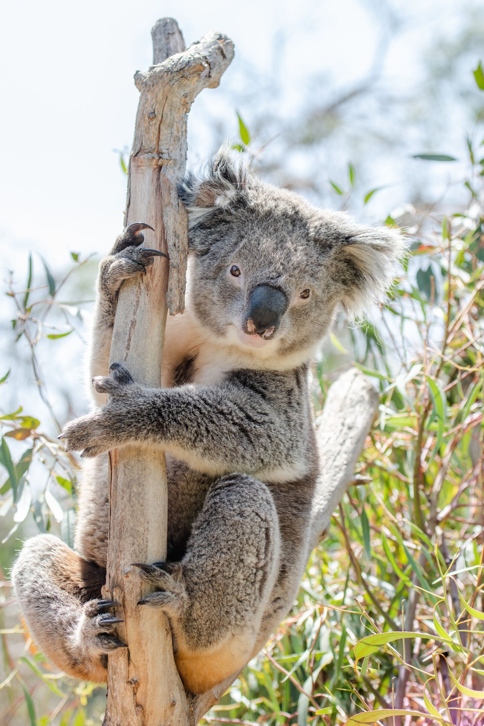Nikon D850 sample photo. Koala, marsupial, herbivore photography