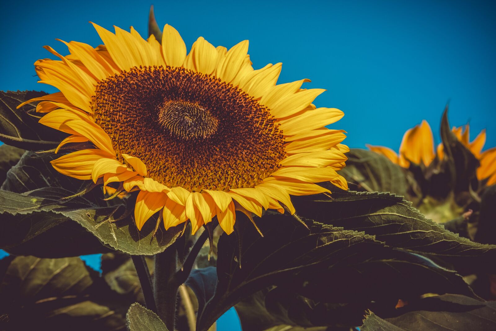 Fujifilm XF 55-200mm F3.5-4.8 R LM OIS sample photo. Sunflower, flower, helianthus annuus photography