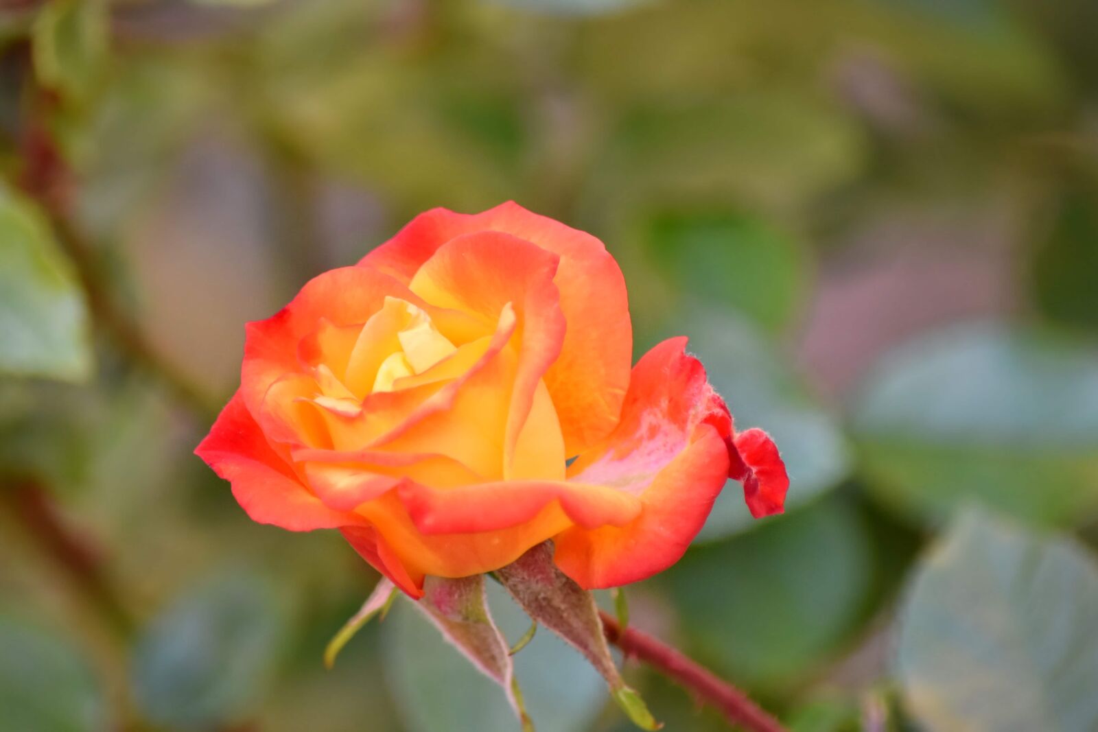 Nikon D5500 sample photo. Beautiful flowers, flower bud photography