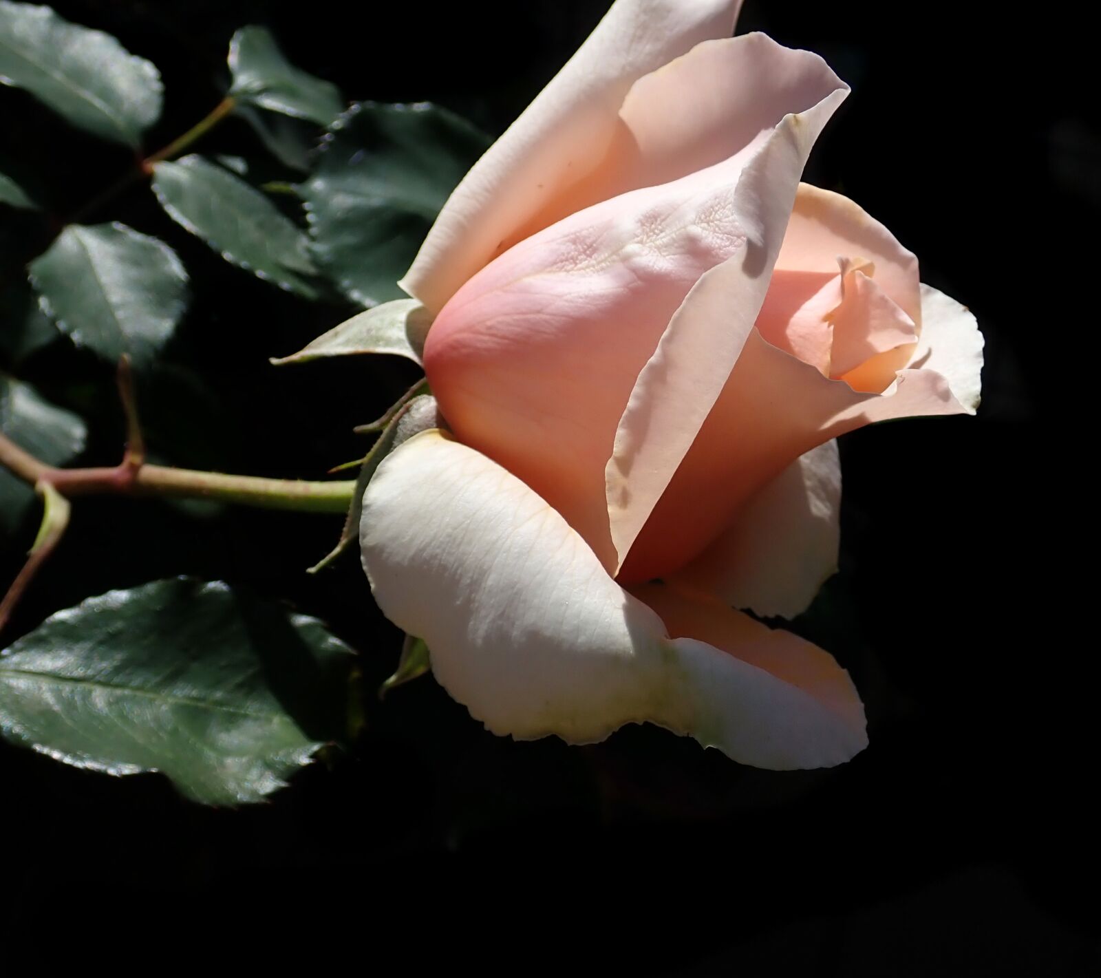 Olympus TG-5 sample photo. Rose, bud, flower photography