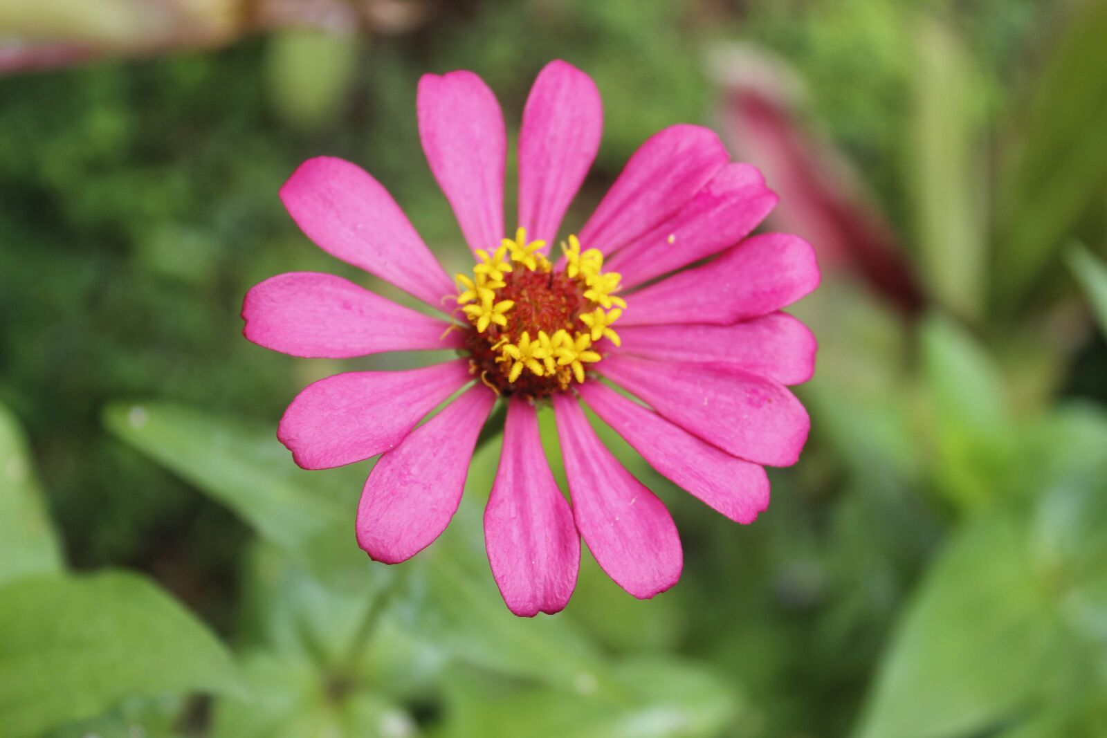 Canon EOS 600D (Rebel EOS T3i / EOS Kiss X5) sample photo. Flower, tropical, plant photography
