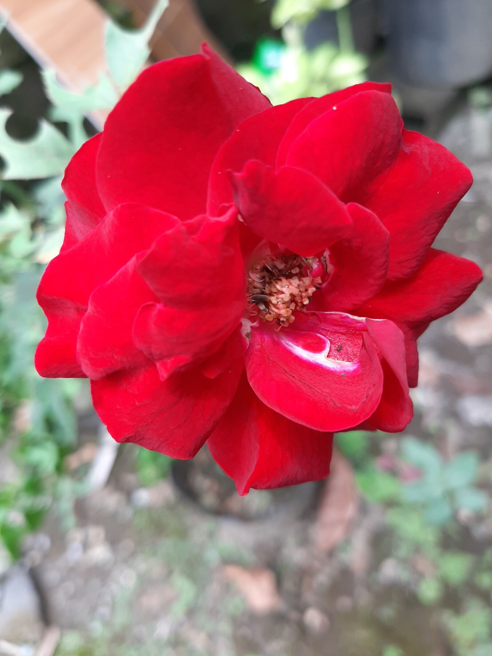 Samsung Galaxy A50 sample photo. Red, flower, rose photography