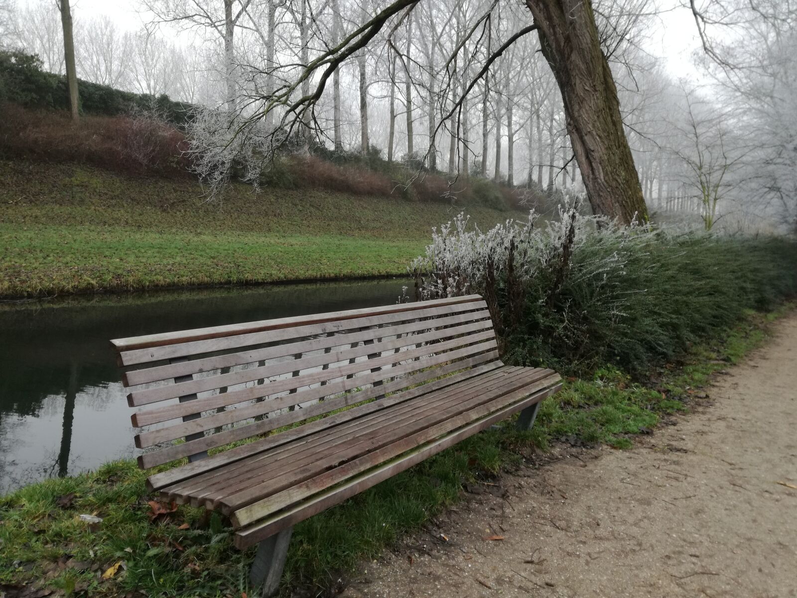 HUAWEI P9 LITE sample photo. Bench, tree, park photography