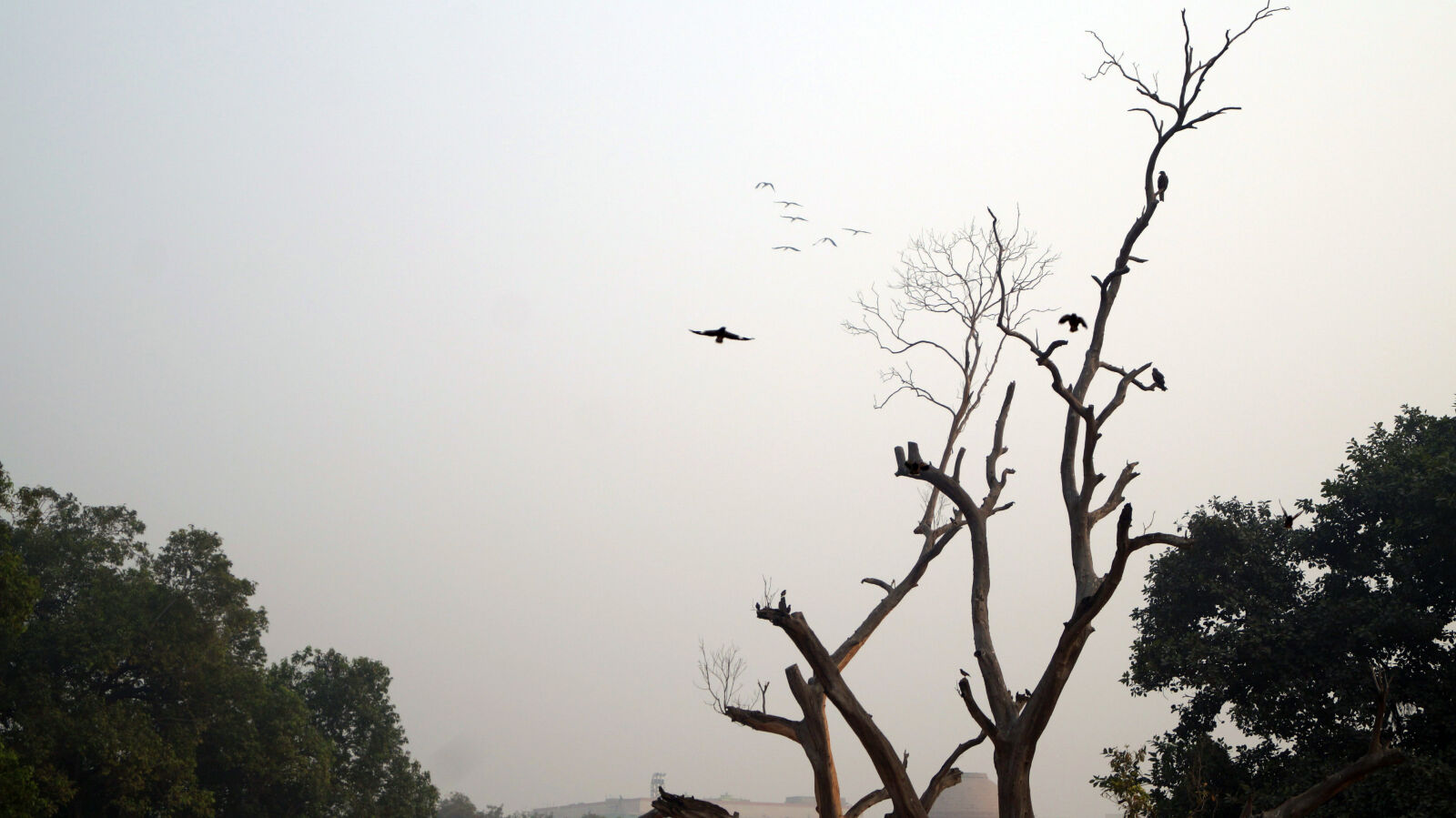 Sony DT 18-55mm F3.5-5.6 SAM II sample photo. Silhouette, birds, flying, against photography