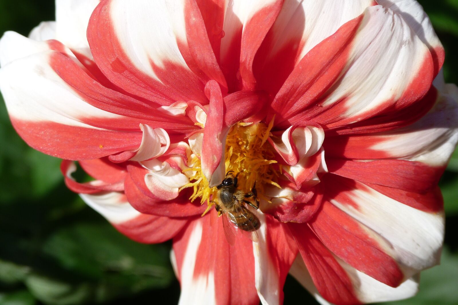 Panasonic Lumix DMC-FZ40 (Lumix DMC-FZ45) sample photo. Dahlia, flower, colourful photography