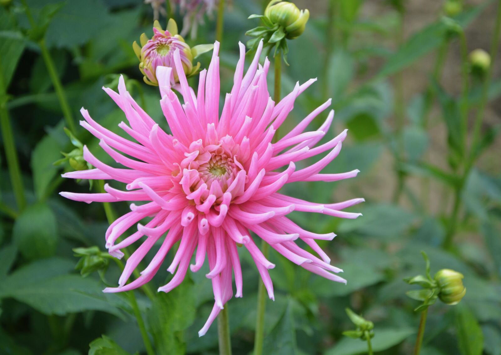 Nikon D5200 sample photo. Anemone, pink, stamens photography