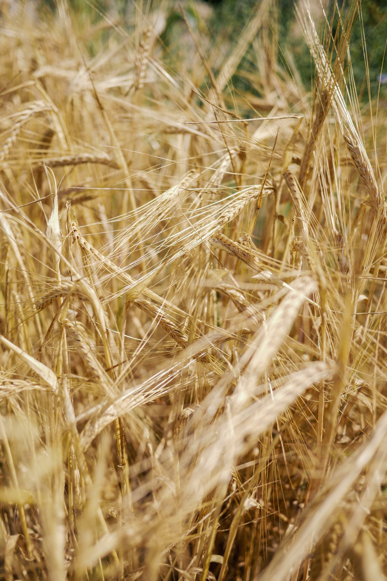 LUMIX G 20/F1.7 II sample photo. Barley, harvest, agriculture photography