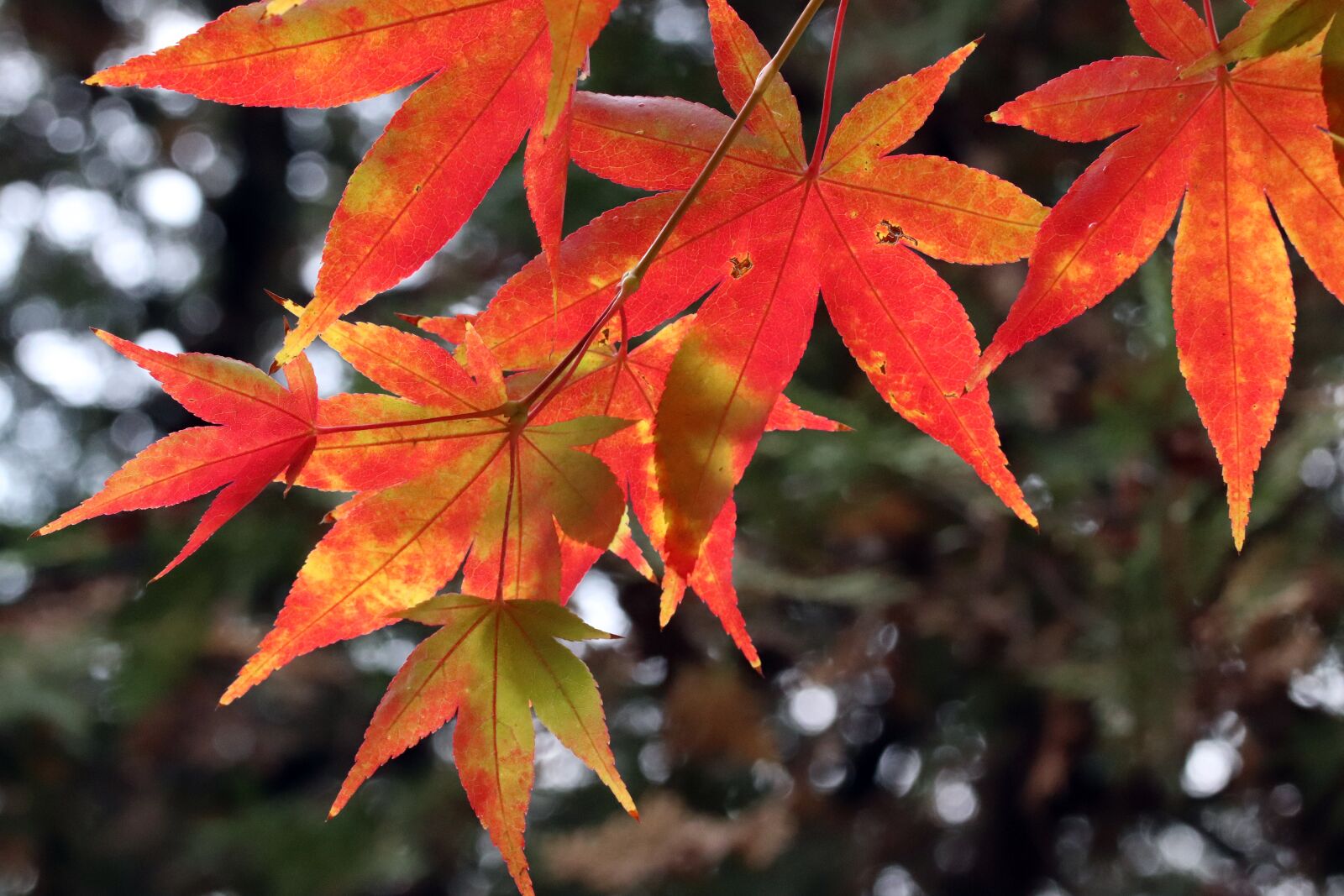 Canon EOS 800D (EOS Rebel T7i / EOS Kiss X9i) sample photo. Autumn leaves, maple, autumn photography