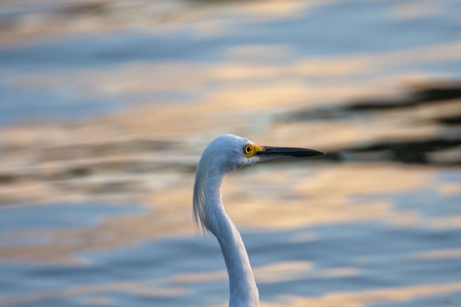 Nikon D7200 sample photo. Heron, bird, tropical birds photography