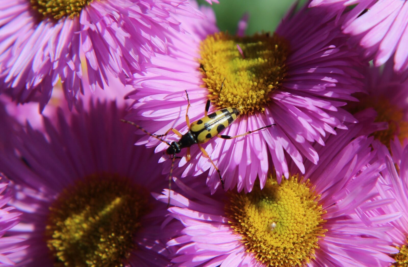 Canon EOS 600D (Rebel EOS T3i / EOS Kiss X5) sample photo. Insect, flowering, forage photography