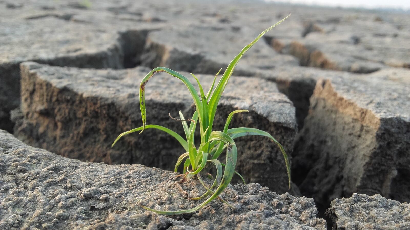 Samsung Galaxy Grand Prime sample photo. Nature, grass, landscape photography