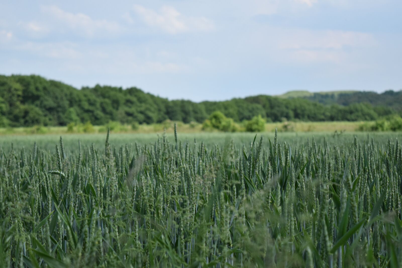 Nikon D5300 sample photo. Sky, cornfield, cereals photography