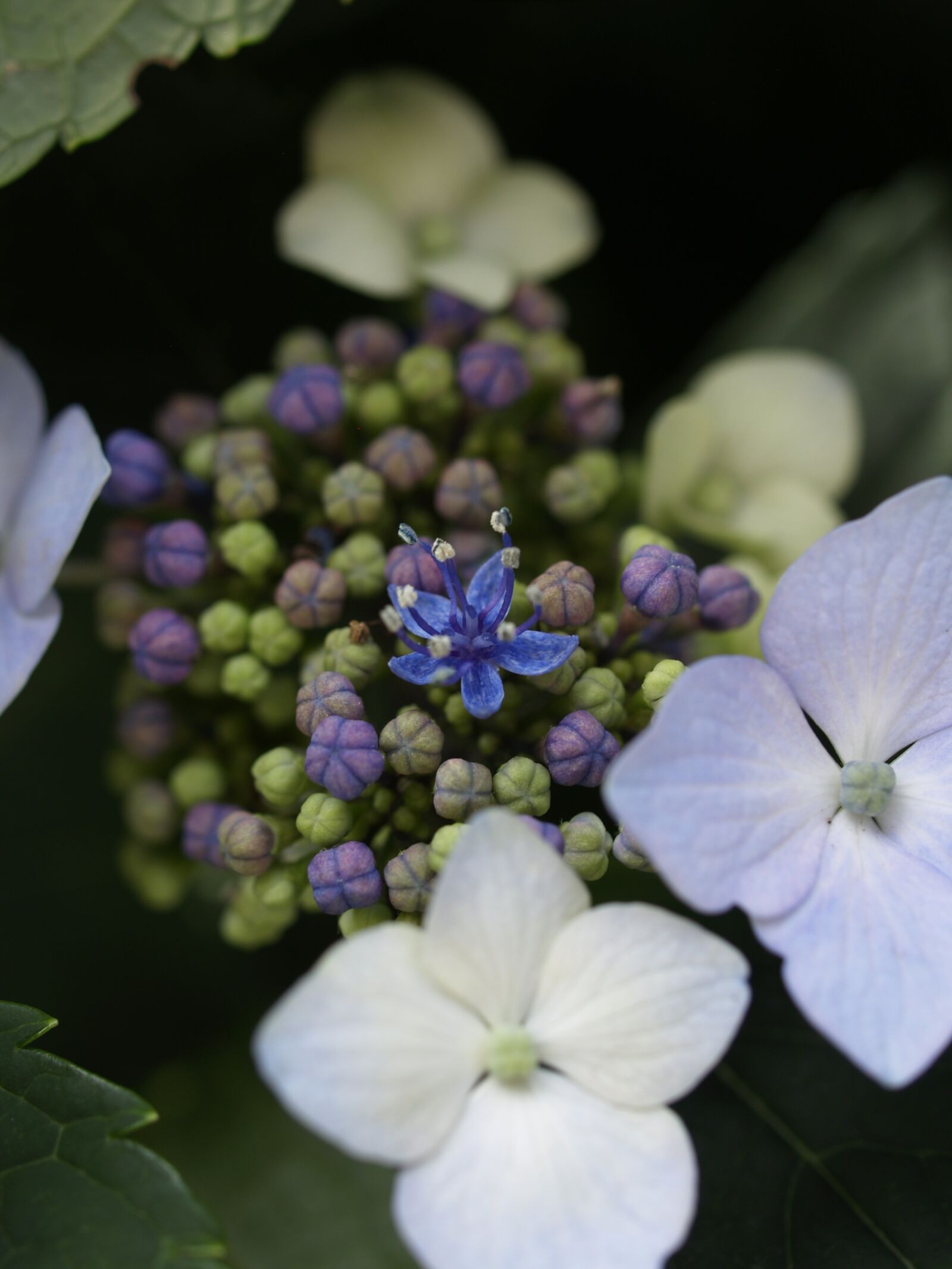 Olympus E-500 (EVOLT E-500) sample photo. Hydrangea, flower, buds photography