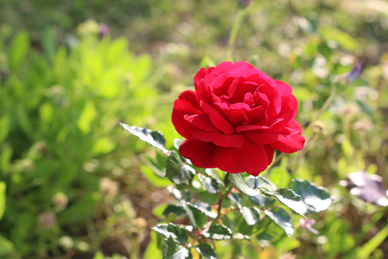 Canon EOS 70D + Canon EF 100mm F2.8 Macro USM sample photo. Rose, red, flower photography
