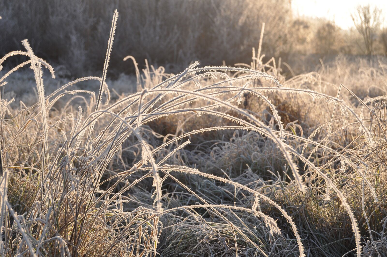 Nikon D5000 sample photo. Grasses, ice, winter photography