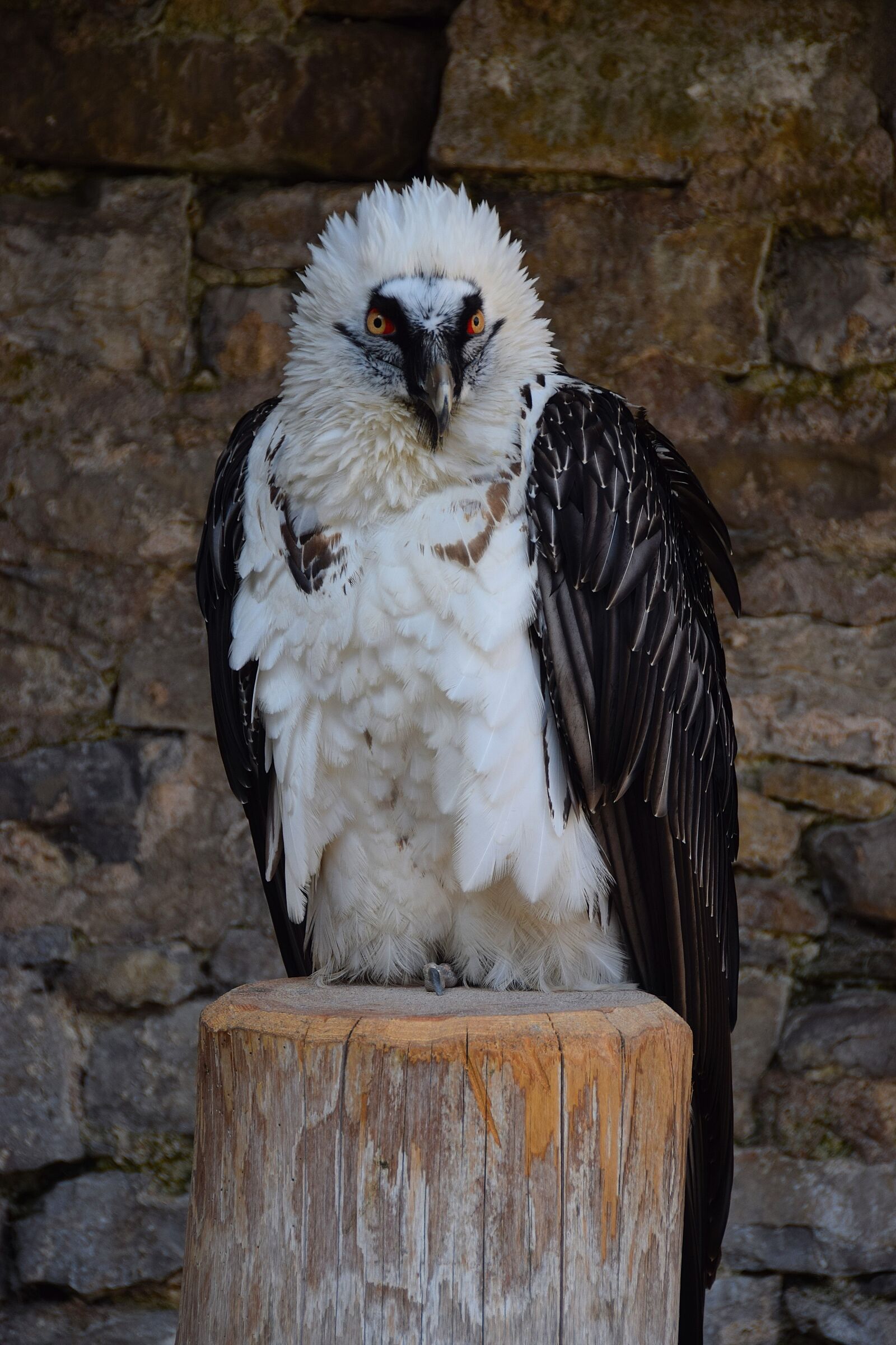 Nikon D3300 sample photo. Adler, raptor, bird of photography