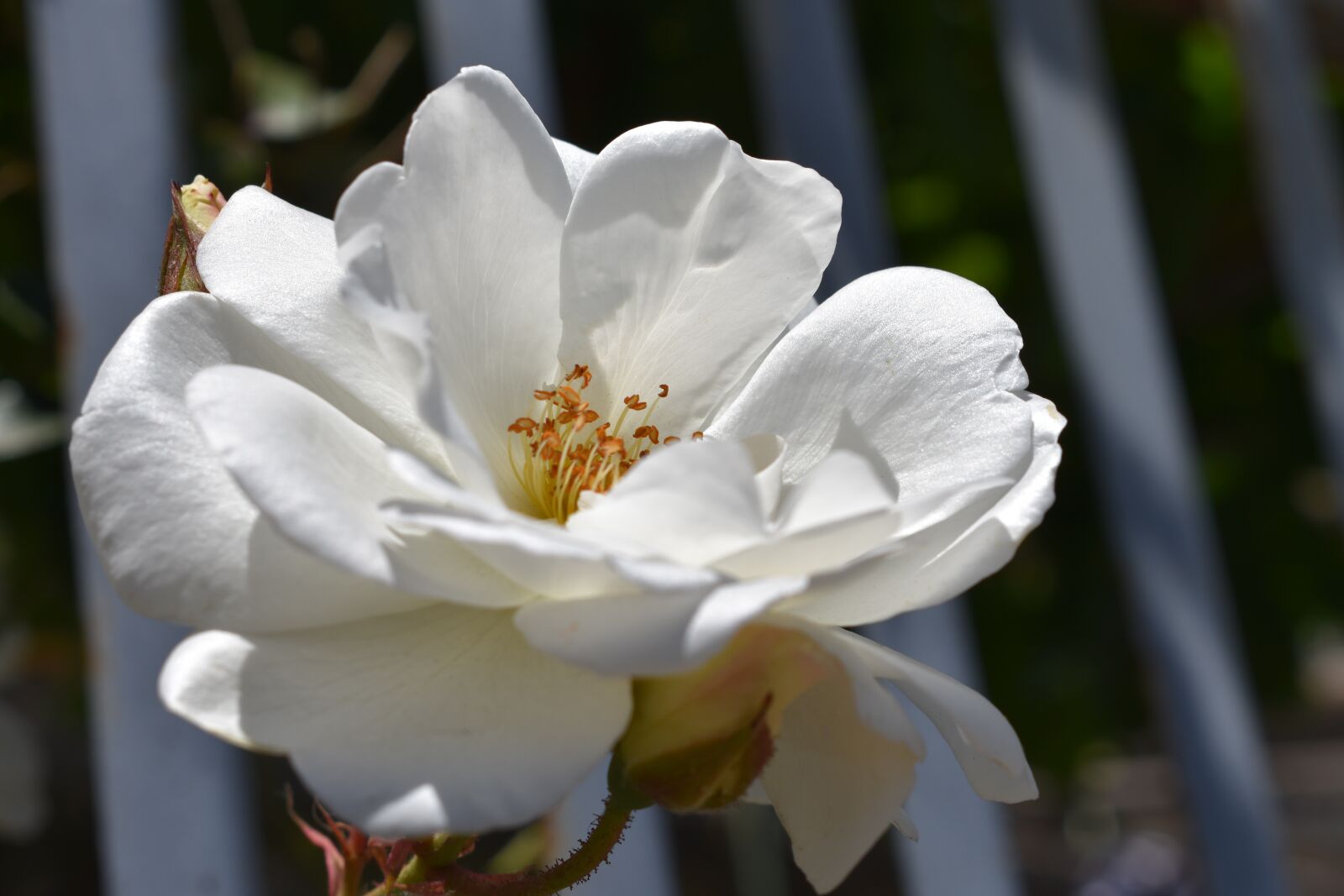 Nikon D3400 sample photo. Flower, nature, plant photography
