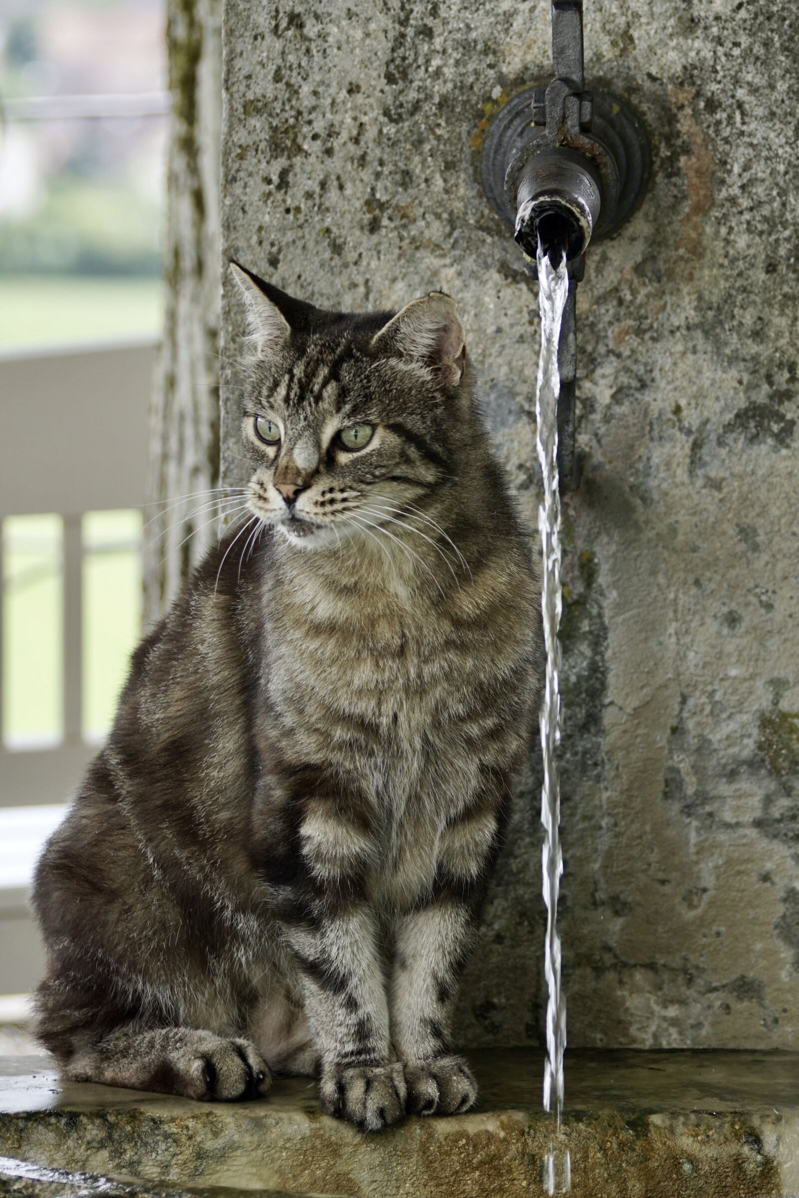 Sony DT 55-300mm F4.5-5.6 SAM sample photo. Cat, getiegert, tiger photography