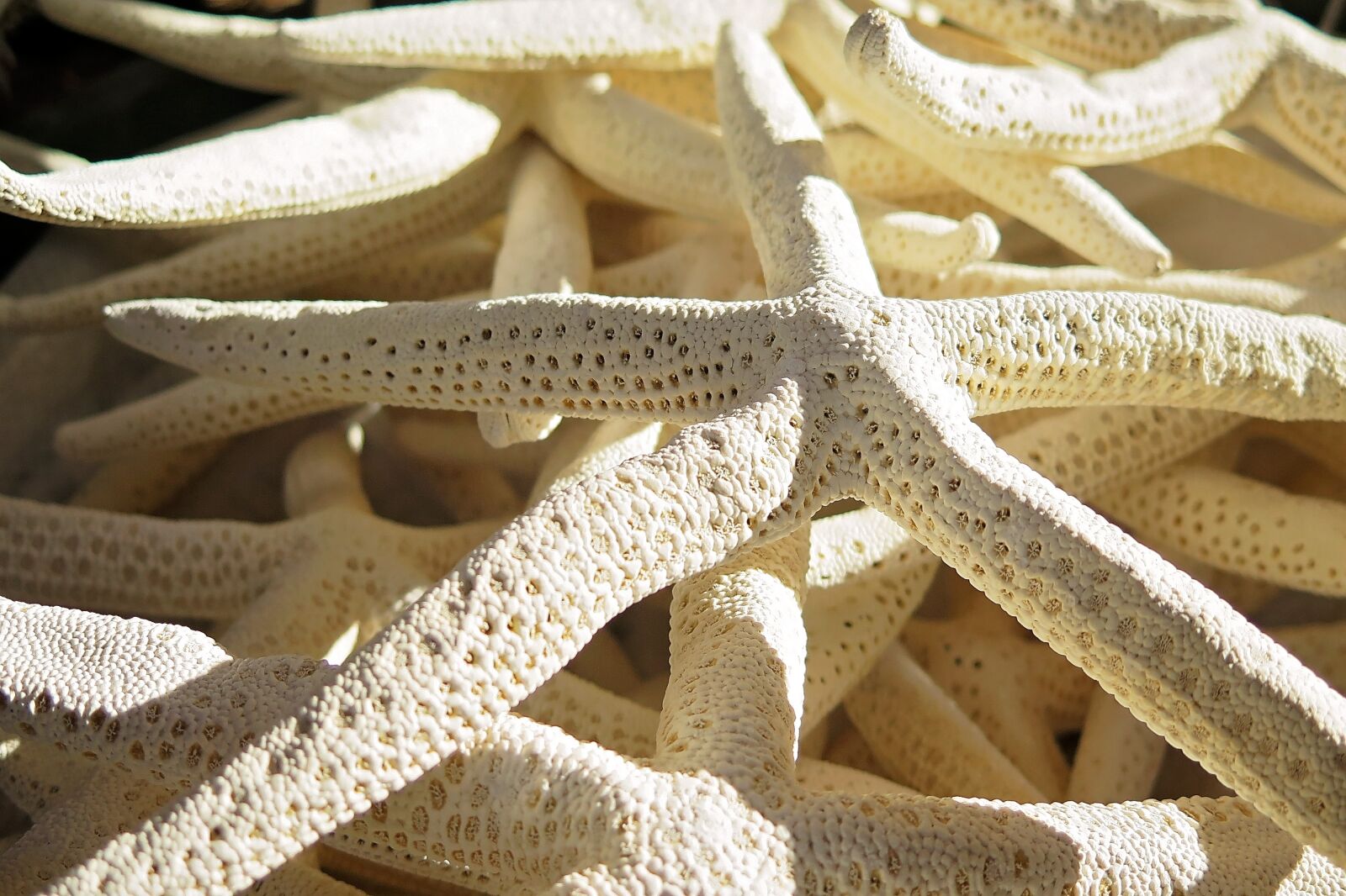 Canon PowerShot G16 sample photo. Starfish, star, sea photography