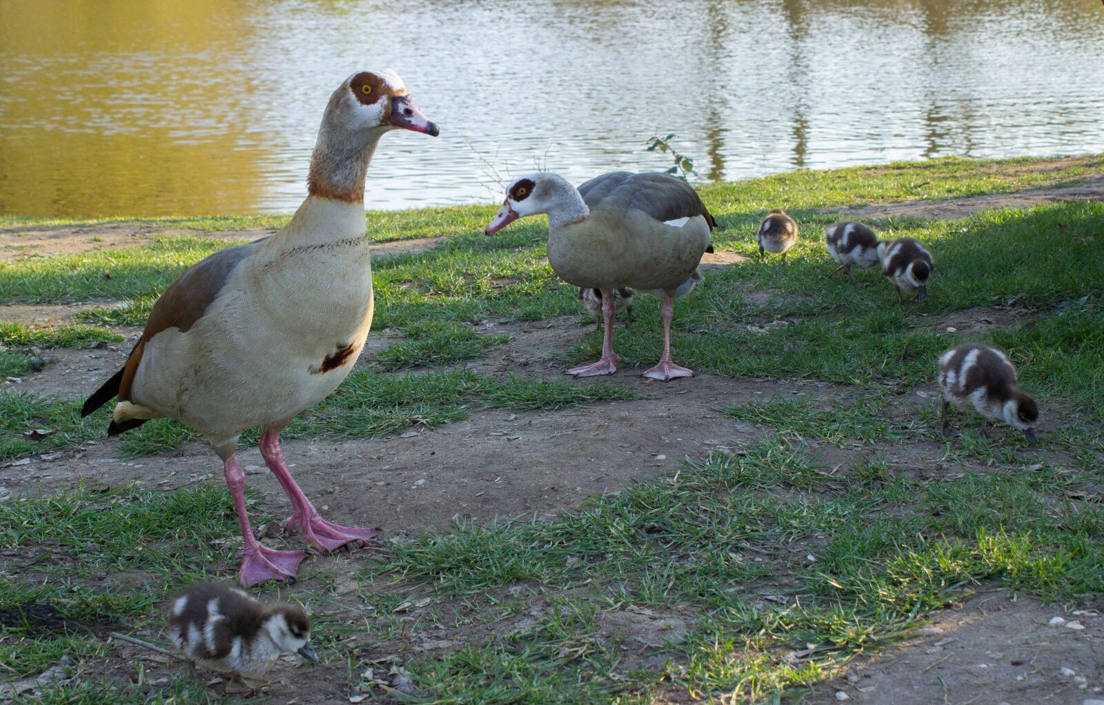 Canon EOS 600D (Rebel EOS T3i / EOS Kiss X5) sample photo. Goose family, pond, spring photography