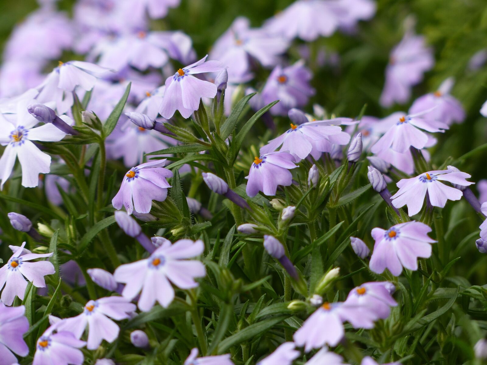Panasonic Lumix DMC-FZ200 sample photo. Spring flowers, meadow, nature photography