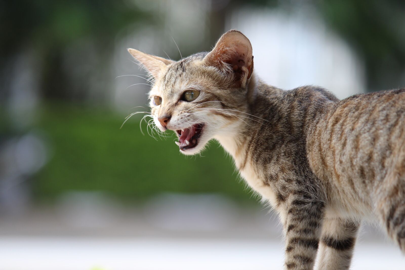 Canon EOS 700D (EOS Rebel T5i / EOS Kiss X7i) sample photo. Cute, pet, animal photography