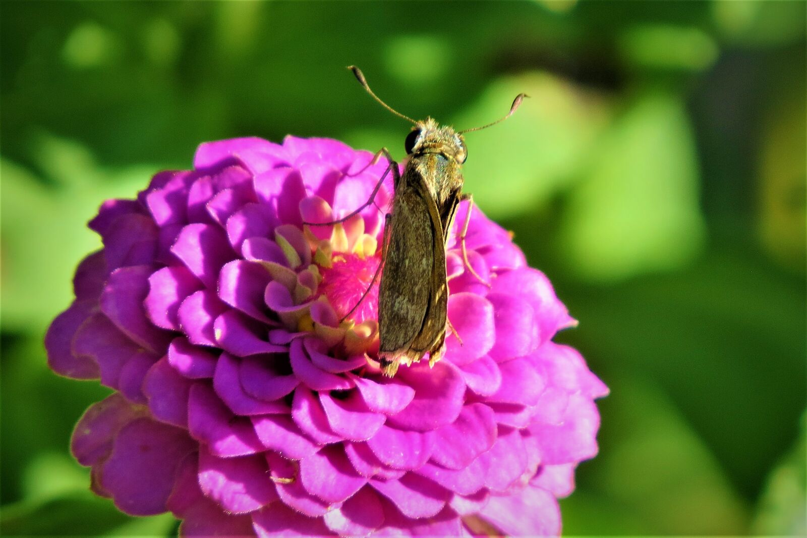 Canon PowerShot SX50 HS sample photo. Moth, brown, rust photography