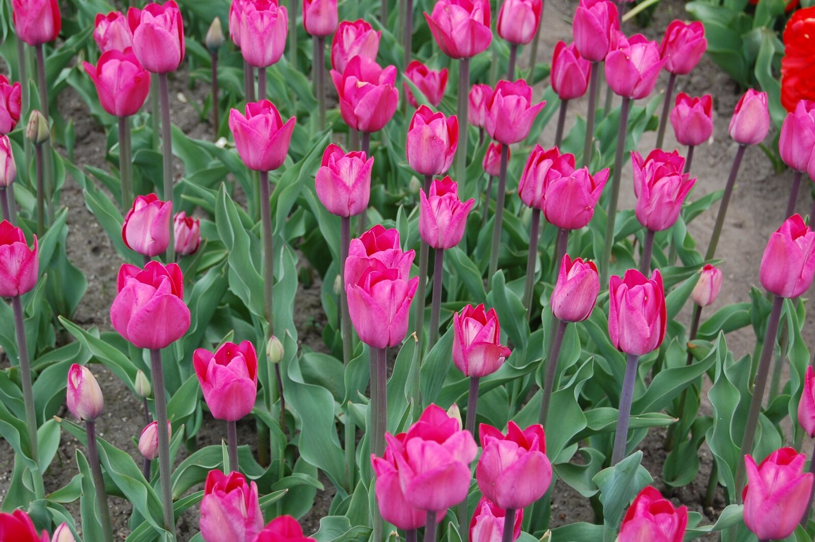 Nikon D40 sample photo. Tulips, pink, plantation photography