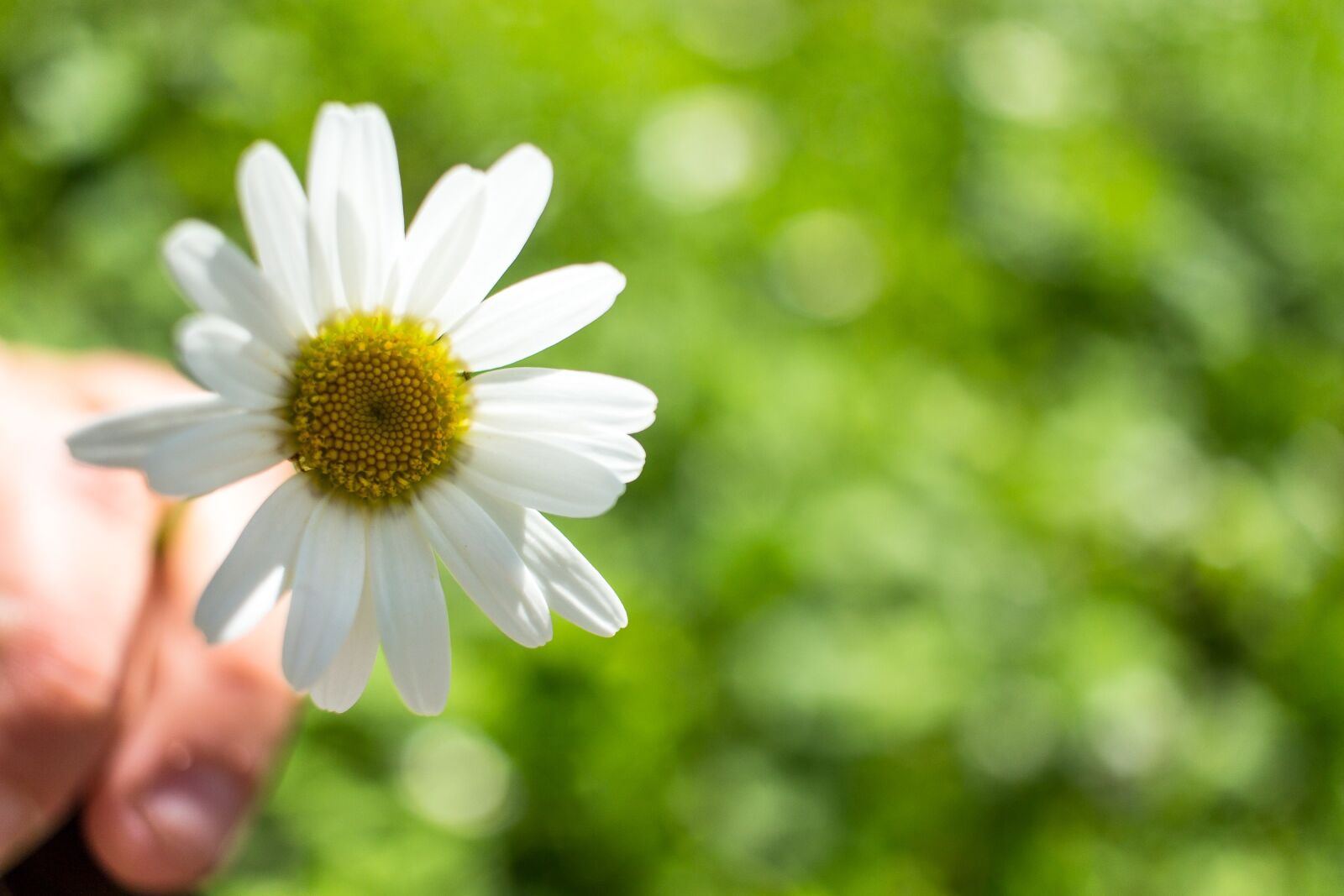 Canon EF-S 24mm F2.8 STM sample photo. Nature, plant, flower photography