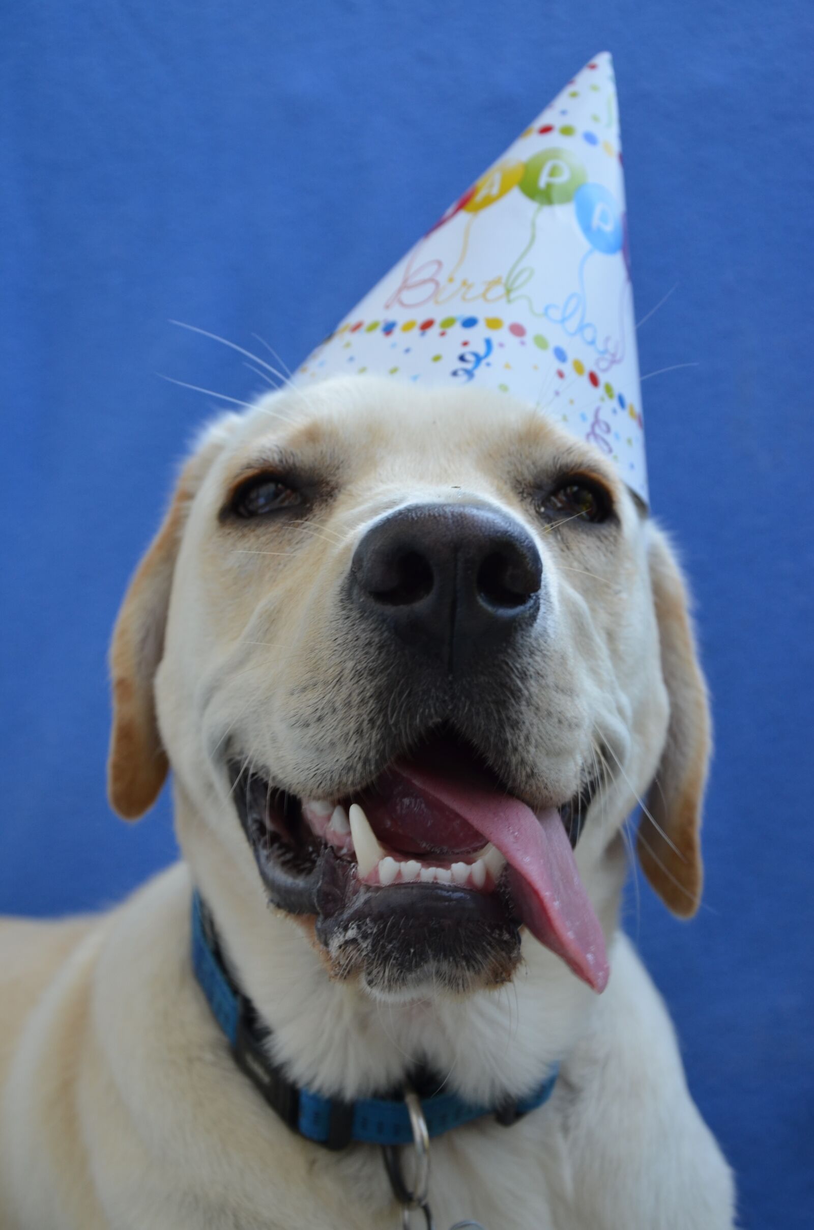 Nikon D5100 sample photo. Labrador, retriever, dog photography