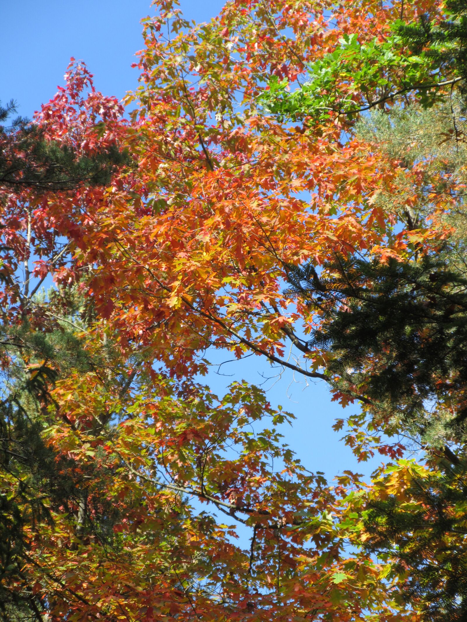 Canon PowerShot ELPH 340 HS (IXUS 265 HS / IXY 630) sample photo. Autumn, colorful, leaves photography