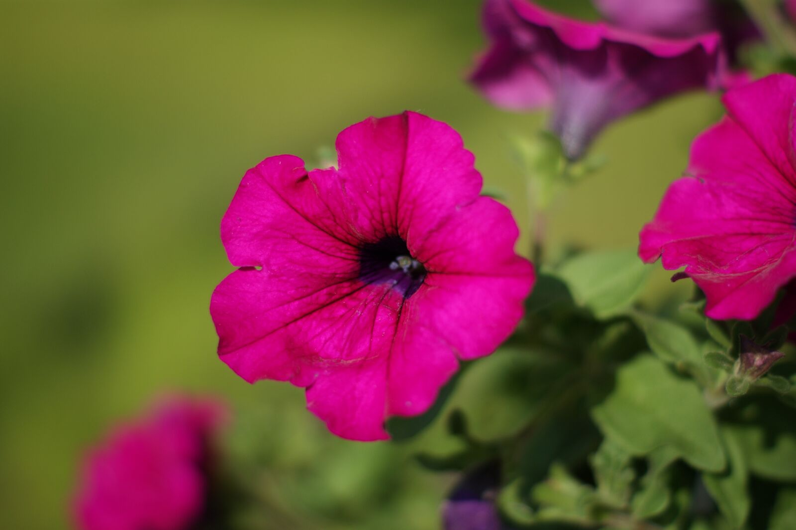 Sony Alpha DSLR-A390 sample photo. Flower, surfinia, violet photography