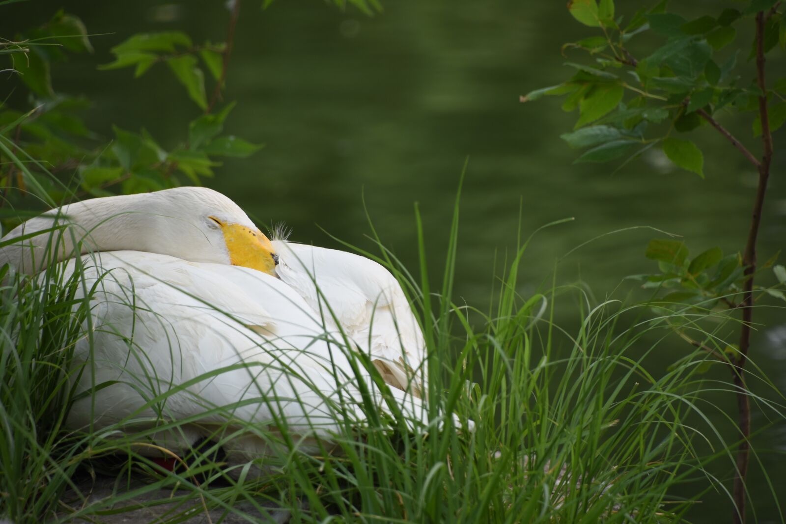 Nikon D7200 sample photo. Goose, sleeping, animal photography