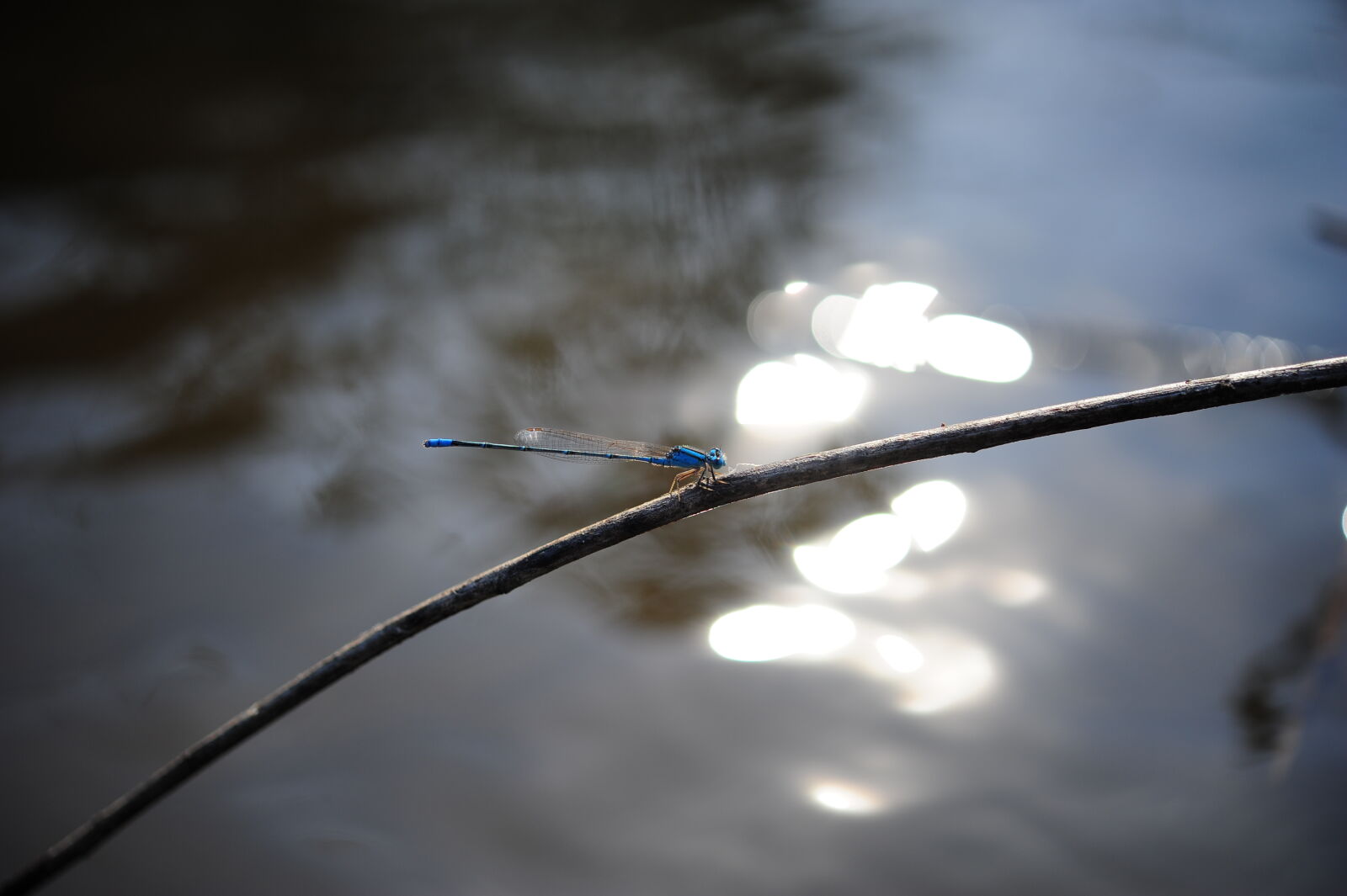 Nikon AF-S Micro-Nikkor 60mm F2.8G ED sample photo. Blue, dragonfly, perch, on photography