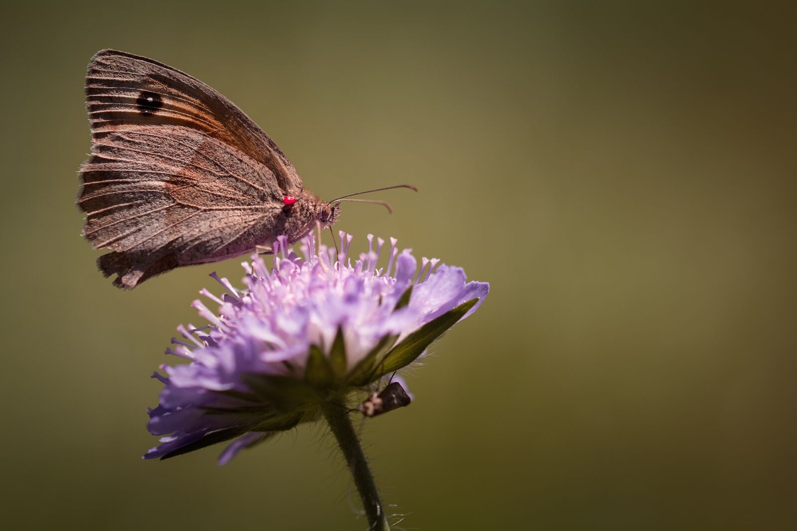 Nikon D7100 sample photo. Butterfly, meadow brown, edelfalter photography